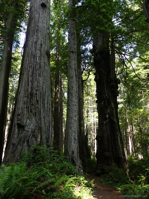 more big, tall trees