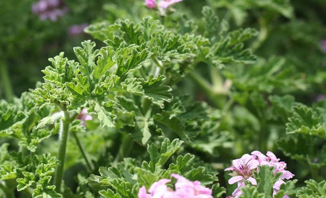 Pelargonium Graveolens Flowers Pictures