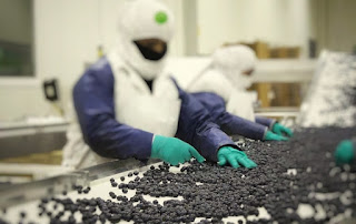 proceso - arandano - como - producto - exportador
