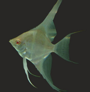 manfish red eye