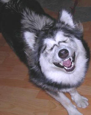 laughing dog