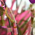 Dendrobium Orchid Blooms