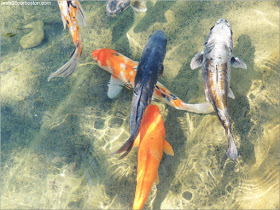 Jardín Japonés del Jardín Botánico de Montreal: Carpas Koi en el Lago 