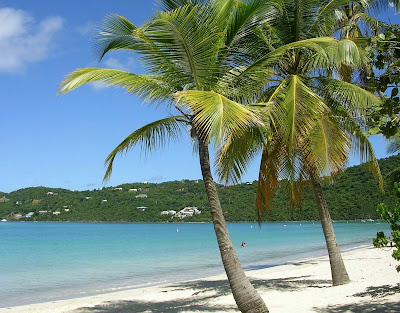 beach palm trees in MIAMI