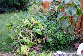 a garden bed with a mystery squash vine, celery, sunflower and tomatillo plants