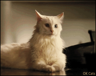 Art Cat GIF • Cinemagraph • White cat moving ears but head & body remain purrfectly motionless! [ok-cats.com]
