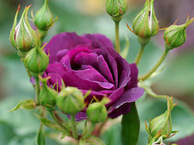 Purple Rose Normal Resolution HD Wallpaper 2