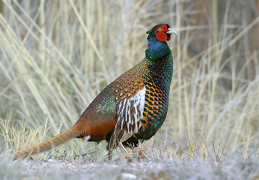 Pheasant Pictures Birds