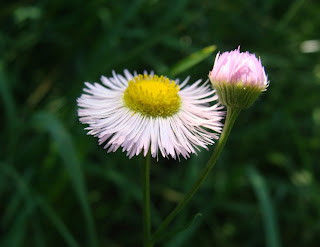 Robin's Plantain