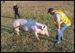 hog