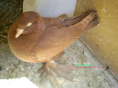 Old Dutch Tumbler Pigeon