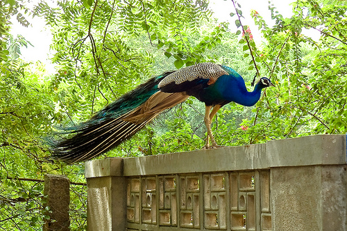 peacock on wall