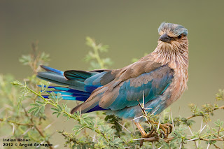 indian roller state bird of karnataka indian birds angad achappa birding