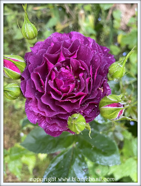The BBHQ Midweek News Round-Up ©BionicBasil® Purple Double Rose