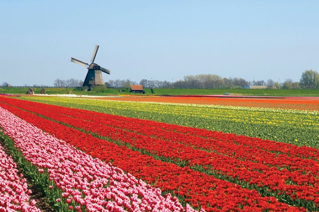 Taman Bunga Keukenhof