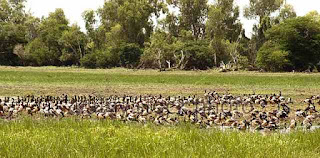 Australian waterbirds