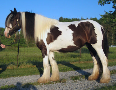  Gypsy Horse