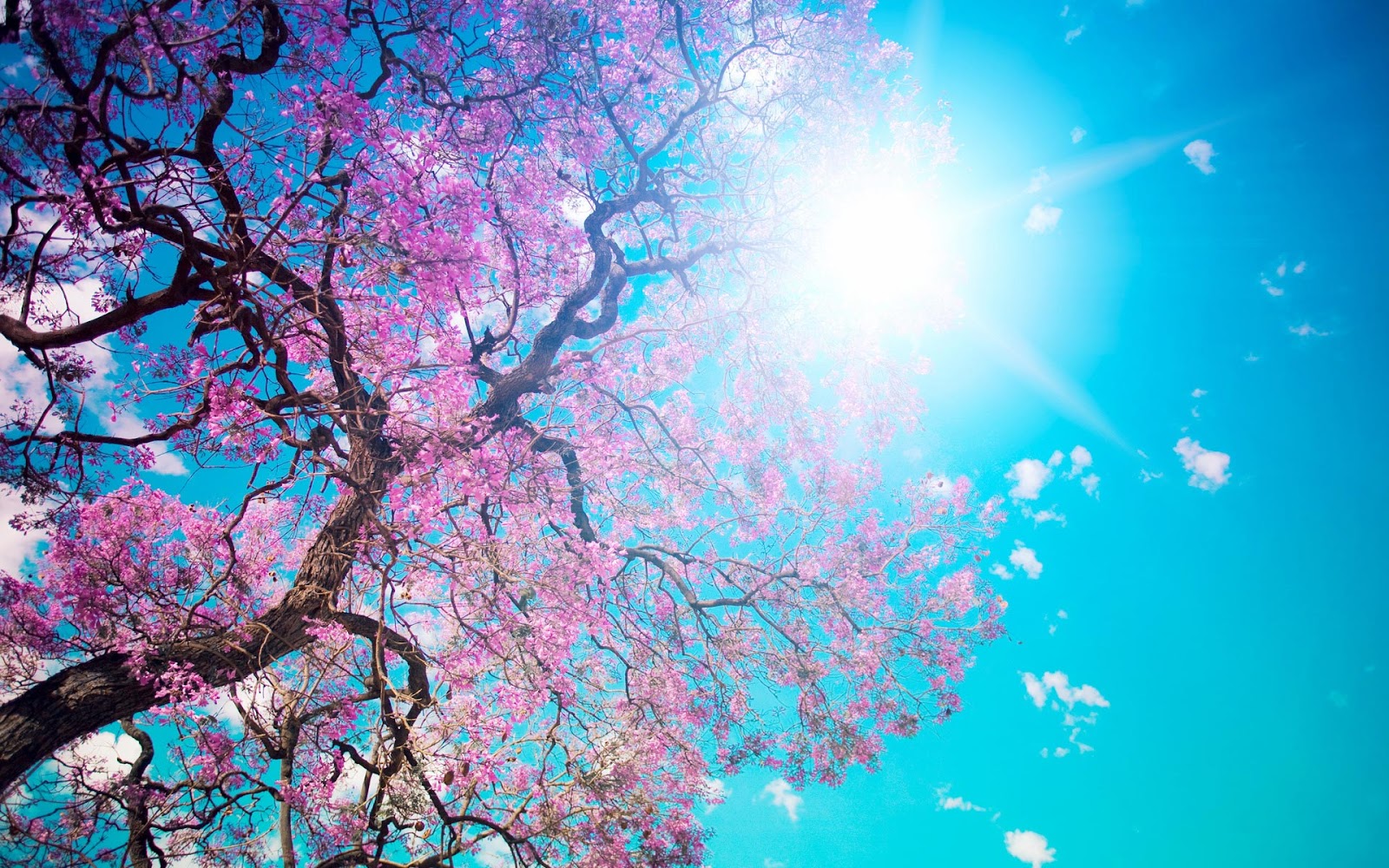 Spring Trees Facebook Covers