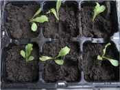 seedlings in old plant container