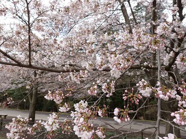 とっとり花回廊　桜の広場　九分咲のソメイヨシノ桜