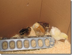 Chicks 004