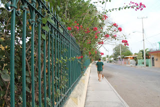 Man walking dog on sidewalk along a fenced park.