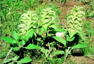 Bugleweed  (Ajuga lupulina Maxim)