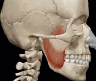 <Img src =" Músculo masetero y apretamiento dental. gif" width = "229" height "194" border = "0" alt = "Músculo masetero. (tooth clenching)">