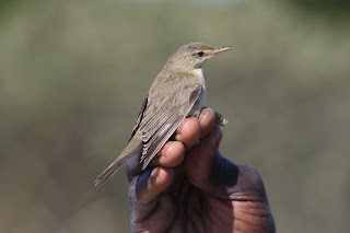 Marsh Warbler