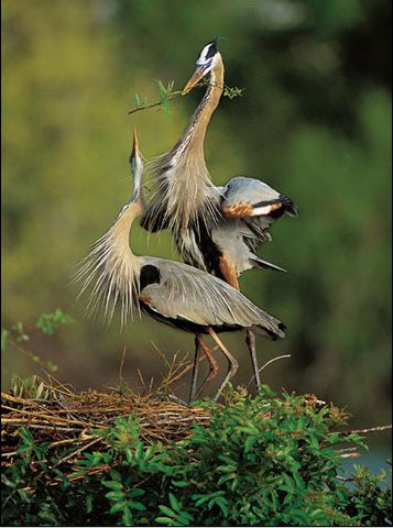 The National Geographic BEST Pictures