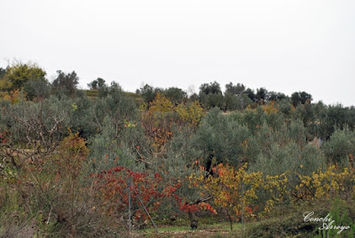 la mayor produccion de la zona son los cerezos, pero como aparece en la imagen también hay olivos y almendros