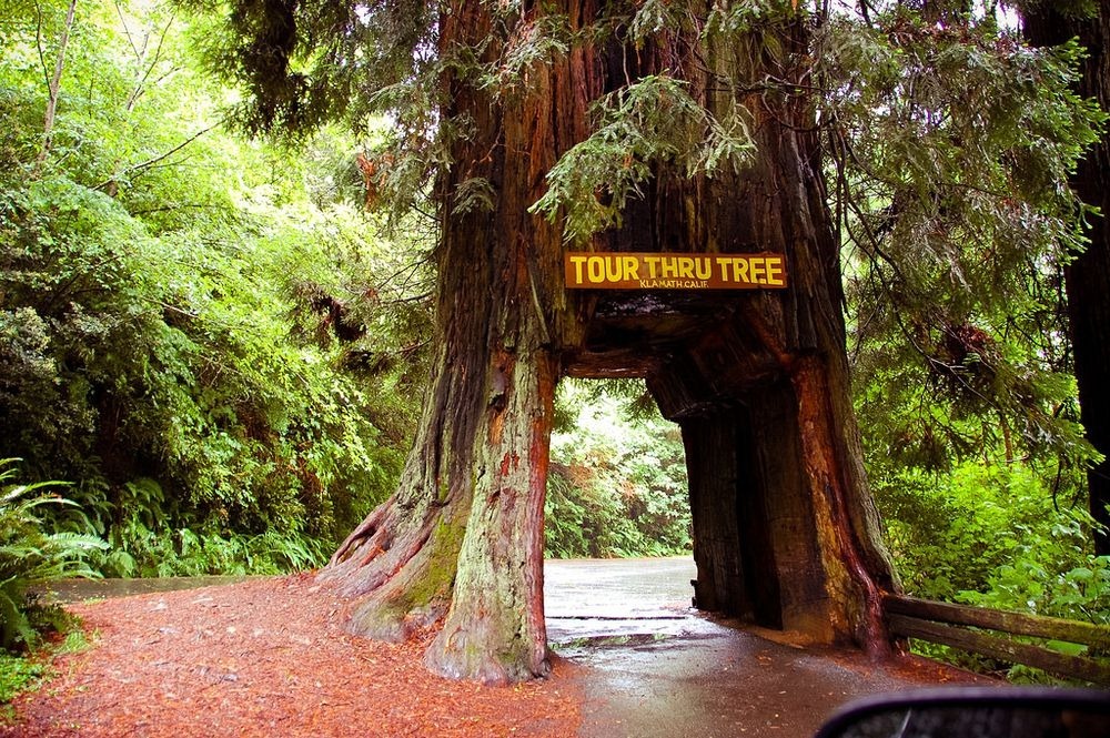 klamath-drive-thru-tree-1