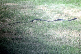 Black Rat Snake - Leesburg, Florida