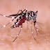 Brasil atinge recorde de mortes por dengue neste ano