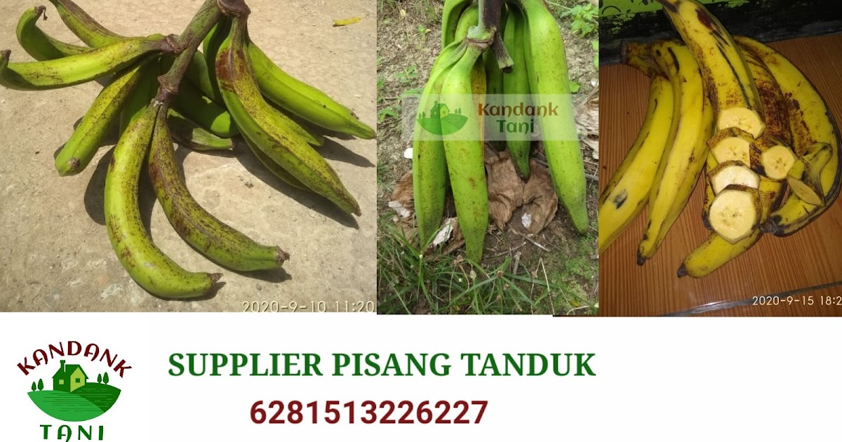 Supplier pisang  tanduk  Jakarta Kandanktani