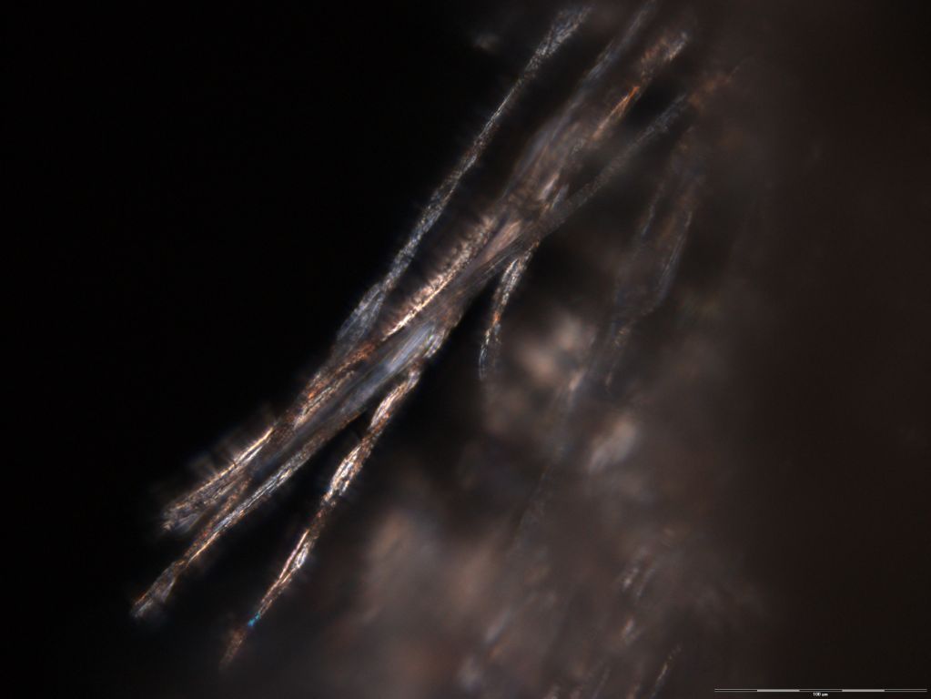 Fibres Under Microscope. 031 under the microscope