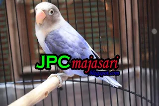 Daftar Harga Burung Lovebird Terbaru Januari 2018, Daftar Harga Burung Labet Terbaru Januari 2018, Daftar Harga Burung Lovebird Terbaru 2018 Update