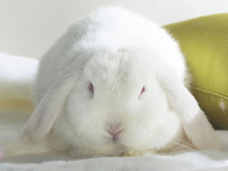 White Bunny wallpaper