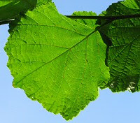 Green leaves on a tree