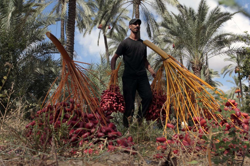 مشروع صناعة وأنتاج مربى البلح