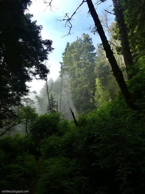 break in the trees for fog