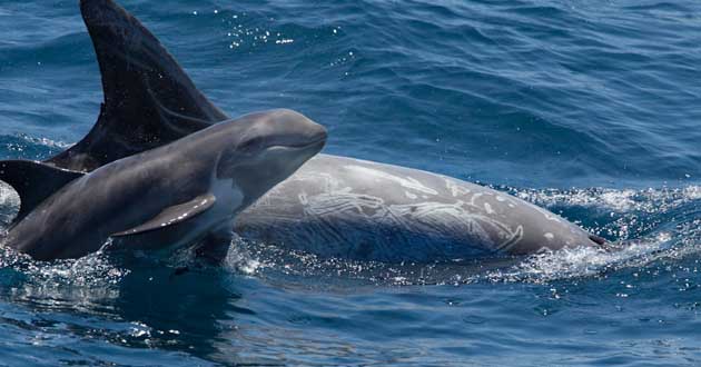 Risso's Dolphin