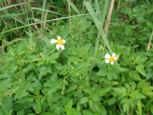 Bidens alba