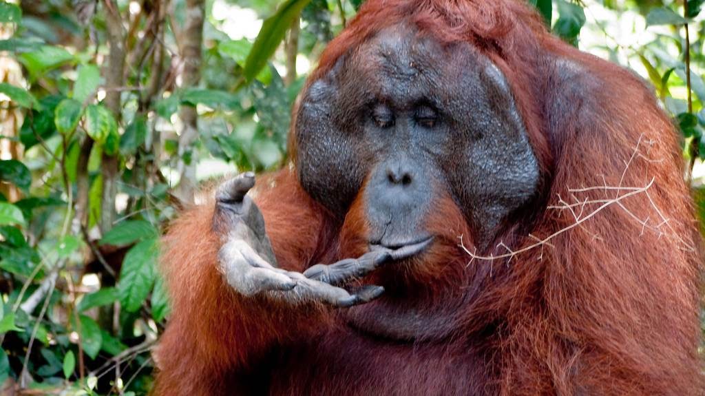 The Mystery of the Orangutan Flange  The Ark In Space