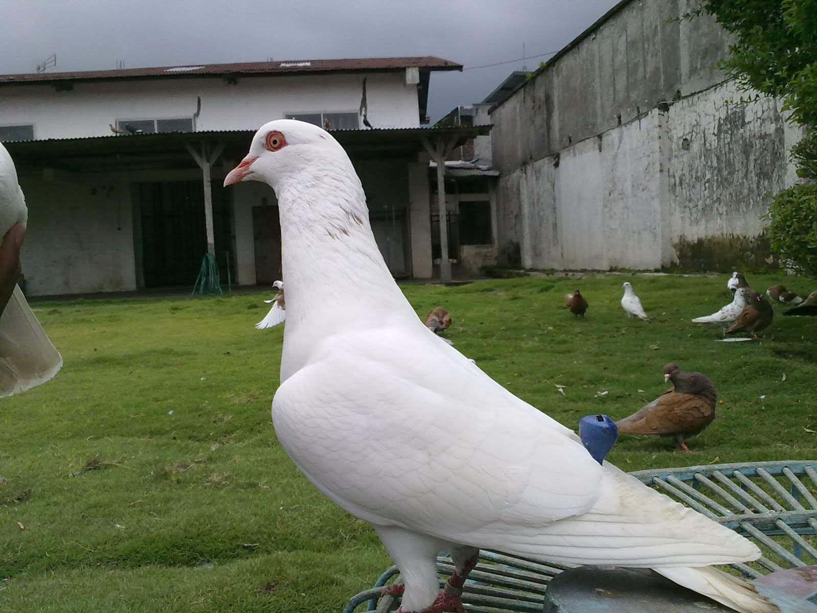 Gambar Burung Merpati Balap Terbang Tinggian Dan Dasar Sprint Juara