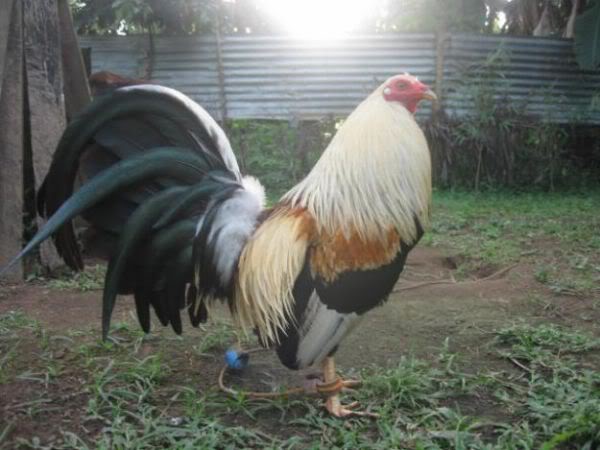 salah satu ayam  dengan bulu yang menarik Ayam  Philipin