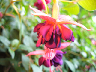 Fuschia