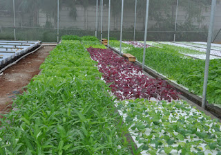 budidaya-sayuran-organik--aktifis-pertanian-organik