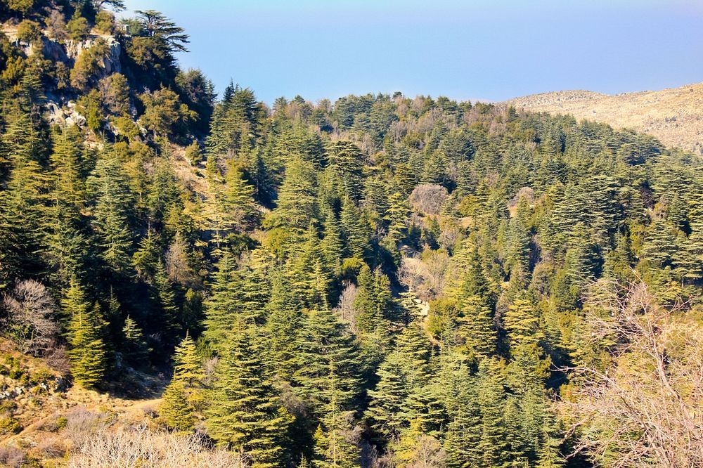 cedars-lebanon-6