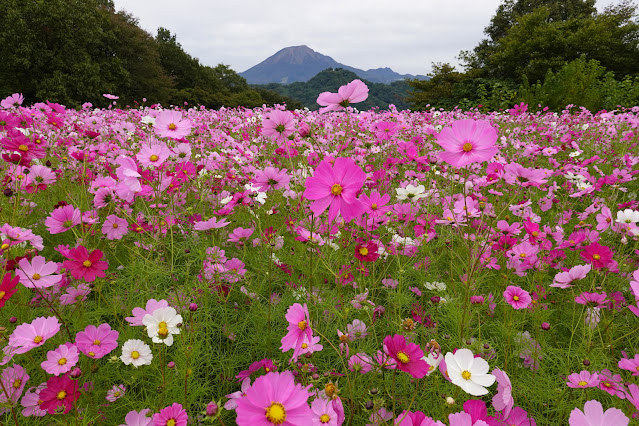 鳥取県西伯郡南部町鶴田　とっとり花回廊　秘密の花園